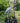 Achla Great Blue Heron Statue