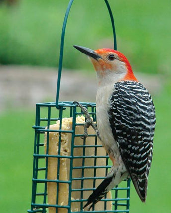 Audubon Single Suet Cake Feeder