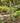 Austram Coco Pole, 32"