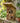 Amish Made Outhouse Rustic Birdhouse