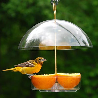 Droll Yankees Seed Saver Domed Bird Feeder