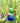 Echo Valley LunaLite Bell Hummingbird Feeder, Green/Blue