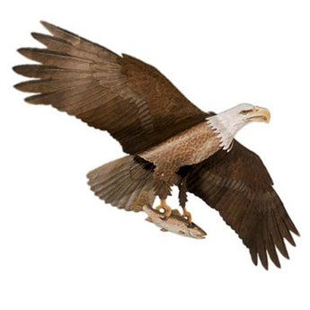 Jackite American Bald Eagle Kite, 60" Wingspan