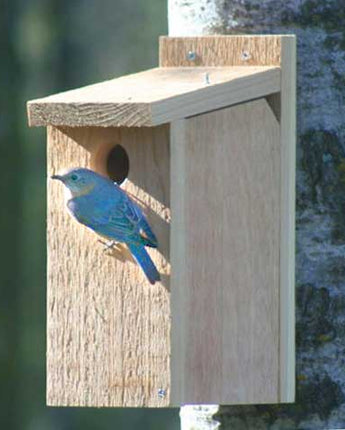 Looker Products View Thru Bluebird House