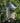 Golden Lantern Hopper Bird Feeder