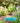 Nature's Way EcoCycle Turquoise Dahlia Hanging Bird Bath,11"