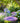 Nature's Way Violet Begonia Hanging Bird Bath, 11"