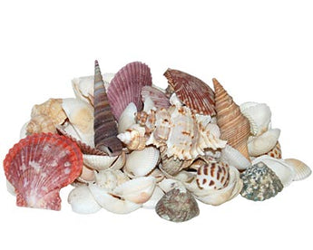 Panacea Assorted Seashells, 12 oz.