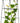 Panacea A-Frame Cucumber Folding Trellises, Black, Pack of 6