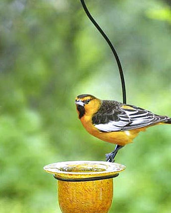 Parasol Mandarin Recycled Glass Oriole Feeder, Medium