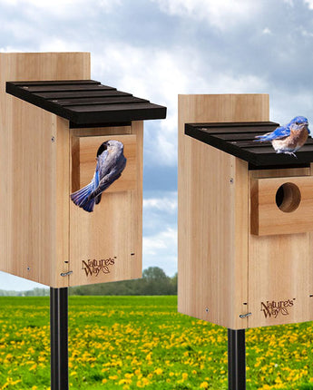 Traditional Cedar Bluebird Houses with Poles Package