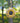 Pine Tree Farms Sunflower Seed Wreath, 3 lbs.