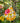 Yellow Planet Hummingbird Feeder, Glass