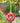 Round Red Glass Double Hummingbird Feeder, Glass
