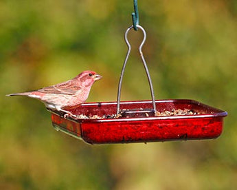 Stokes Platform Bird Feeder, Red