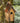 Woodlink Rustic Bluebird House