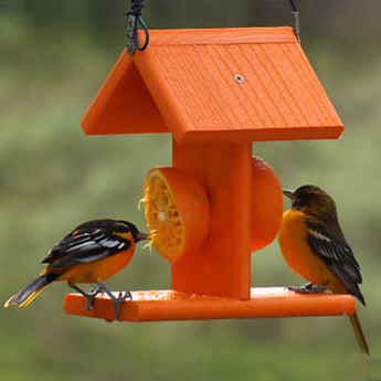 Woodlink Going Green Recycled Plastic Oriole Fruit Feeder